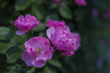 小月季花图片