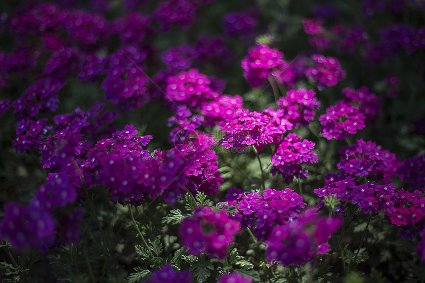 花卉小景图片