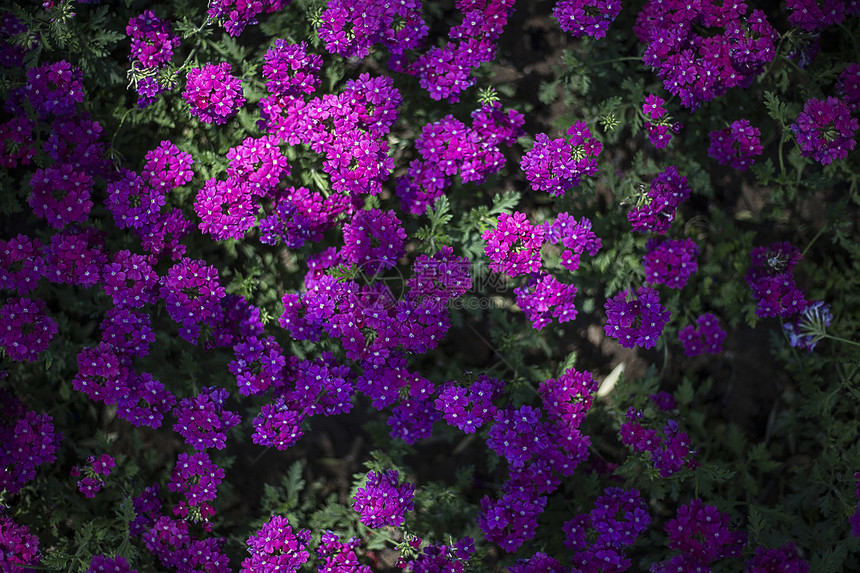 花卉小景图片