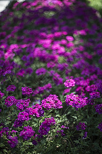 花卉小景背景图片