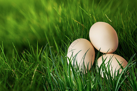 鸡蛋草地上的鸡蛋易碎高清图片