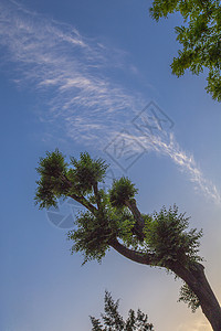树与天空背景图片
