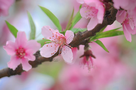 带粉红色梅花梅花特写背景