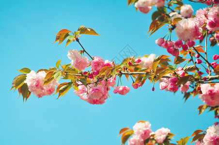 粉色梅花天空下的梅花高清图片