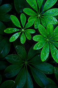 水滴图形圆形的绿叶背景