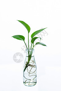 玻璃杯子种的绿萝背景图片