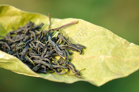 早春绿茶雾芽 茶叶背景