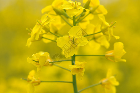 油菜花特写一株菜花高清图片