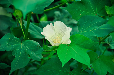 棉花的花一支棉花高清图片