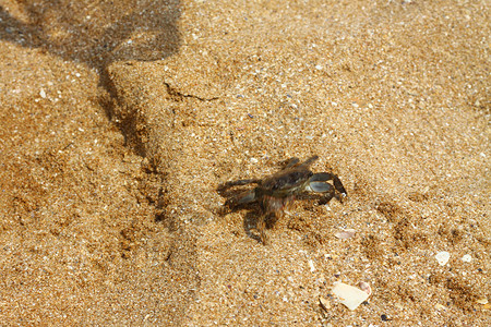 小螃蟹蚂蚁沙子素材高清图片