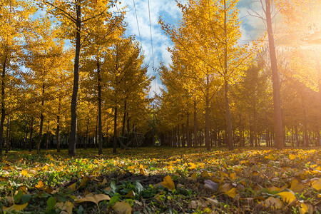 秋日郊外每落叶的晴朗的高清图片