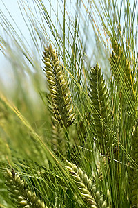 麦穗大麦素材高清高清图片