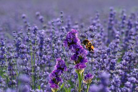 蜜蜂和薰衣草的故事图片
