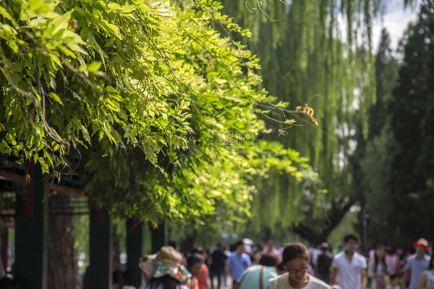 清凉一夏图片