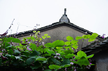 绿植小花古建筑屋顶的绿植背景