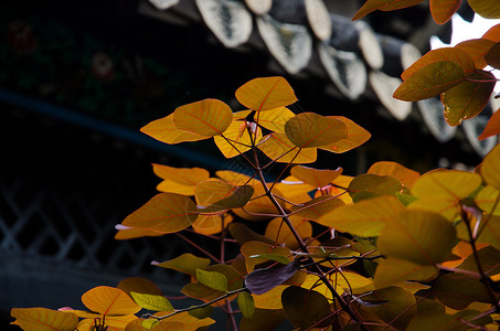 褐色的枫叶背景图片