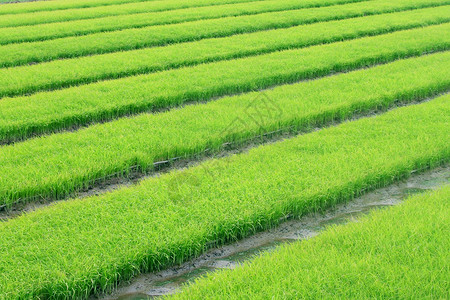 一片菜地农家乐  农田背景