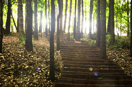 太阳高光特效树林里的阳光背景