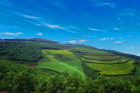 田野中追寻自然背景图片