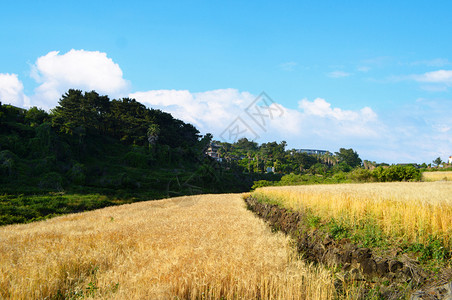 田野中追寻自然图片