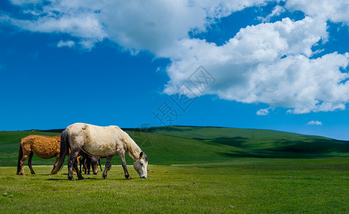 马吃草若尔盖草原上的马背景