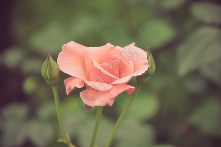 月季特写娇艳的粉色月季花高清图片