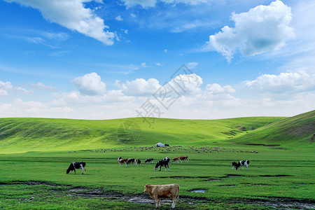 成群草原背景