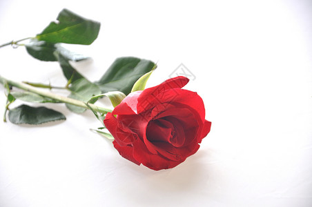 白背景上一朵绽放的玫瑰花高清图片