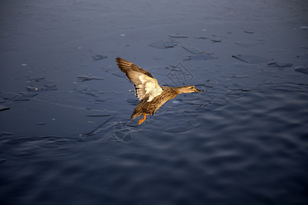 野鸭飞了伴侣水上飞高清图片