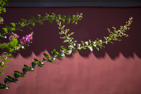 红墙前植物背景图片