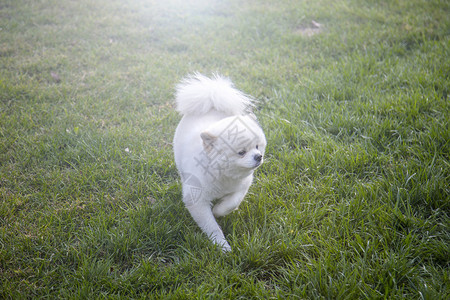 小白狗趴着白色萨摩高清图片