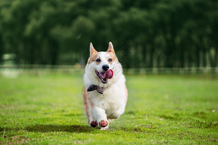 约克夏狗狗奔跑约克夏高清图片