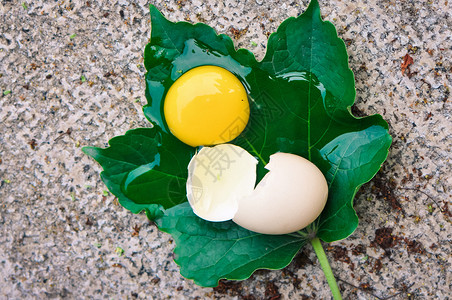 打碎的鸡蛋营养鸡蛋黄高清图片