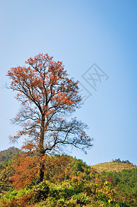 红树背景图片