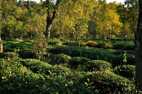 绿茶种植园背景图片