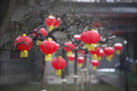 喜庆之雪树上灯笼高清图片