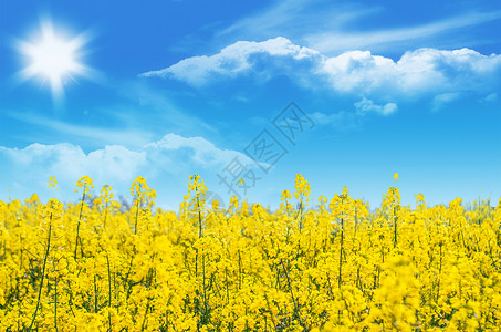 金黄色天空湖边的油菜花背景