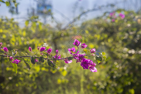 杜鹃花开了勒杜鹃背景