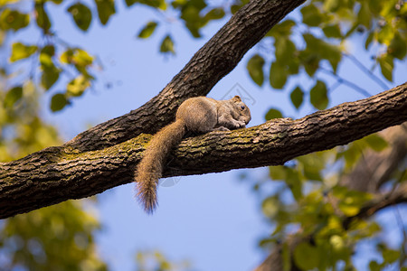 偶遇小精灵松鼠上树高清图片