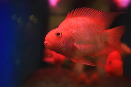 动物金鱼红色渐变热带鱼高清图片
