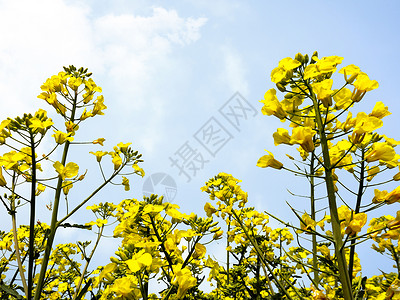 美景踏青图片油菜花地背景