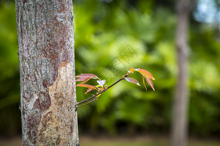 小叶植物红小叶背景