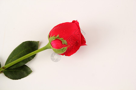 单支花朵素材红色玫瑰背景