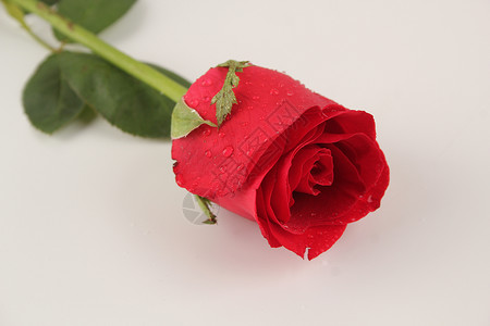 红色玫瑰背景图片