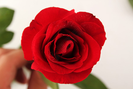 复古模板红色玫瑰背景