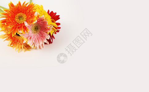 玻璃风520表白日全屏海报多彩太阳花背景