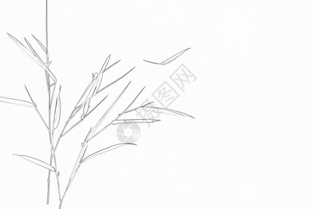 芦苇画线描竹子背景