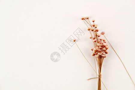 碎花背景粉色的芦苇高清图片