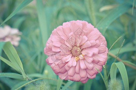 百日菊花瓣盛开甜菊叶高清图片