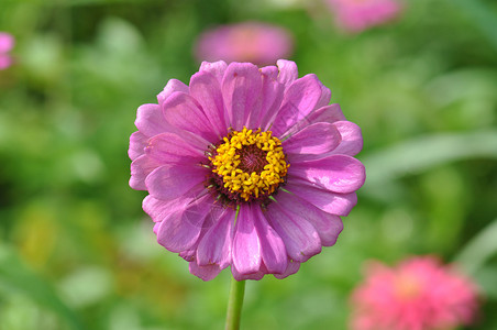 粉色的花草地里的花高清图片